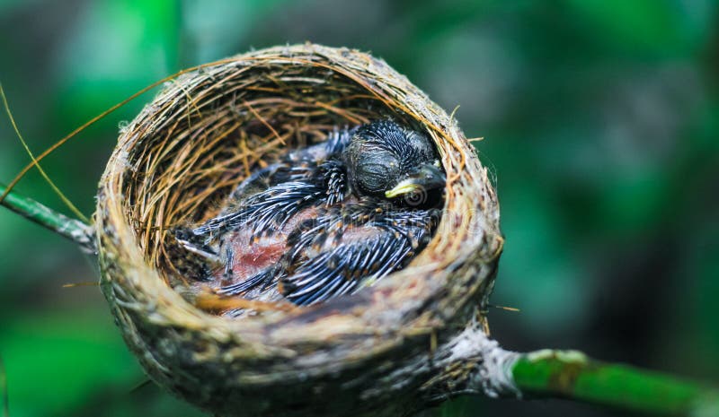 Novorodeniatko vták v hniezdo zavrie hore.