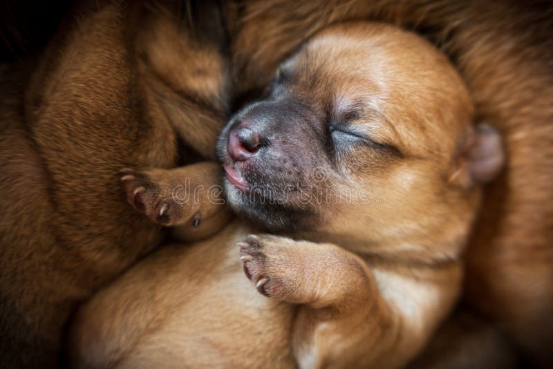 Newborn brown puppy close-up stock photos Newborn brown puppy close-up stock photos