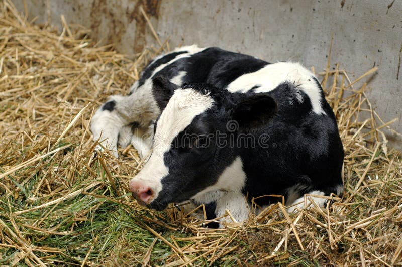 Newborn Calf in Hay stock photos