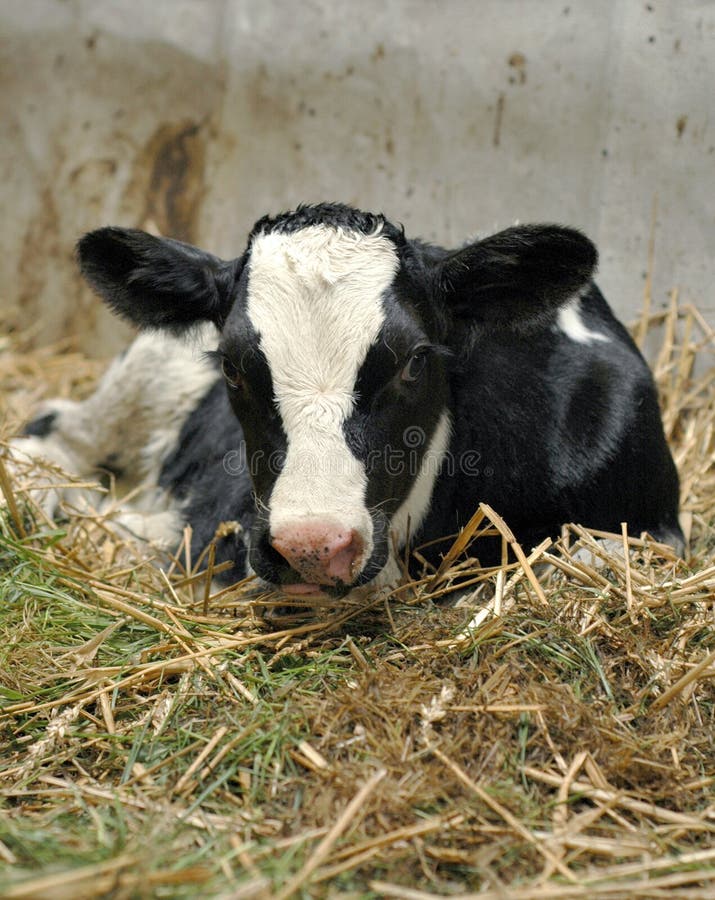 Newborn Calf in Hay