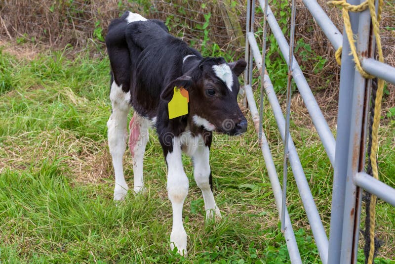Newborn calf. Milk cow stock image. Image of farm, calf 156503099