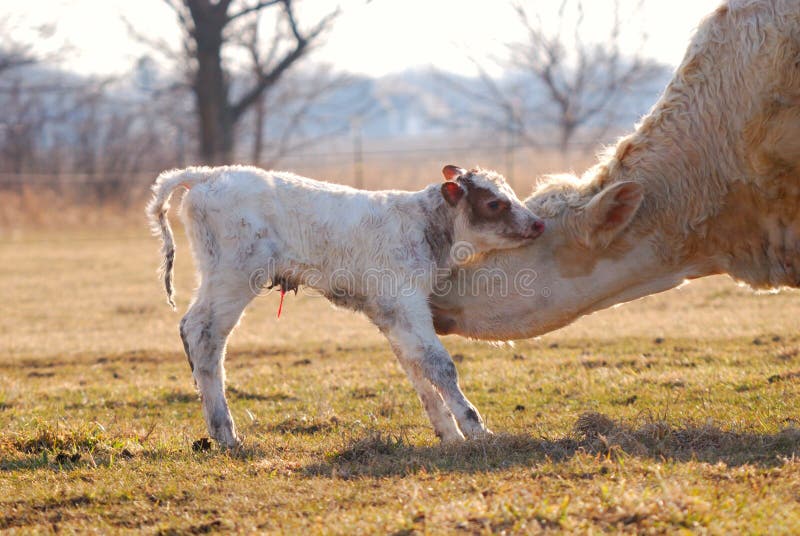 Newborn calf with mother