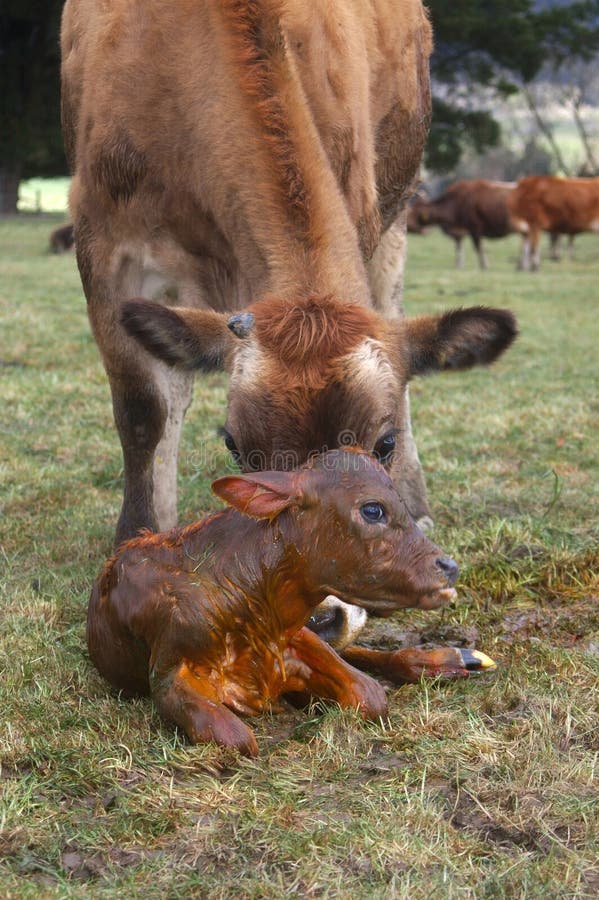 Newborn calf stock photo. Image of animal, livestock - 41188362