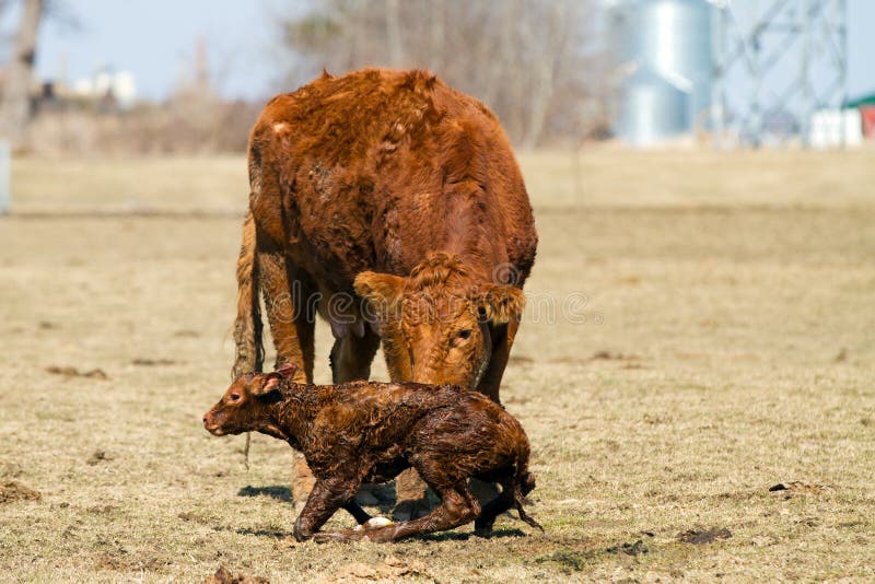 Newborn Calf with Mother
