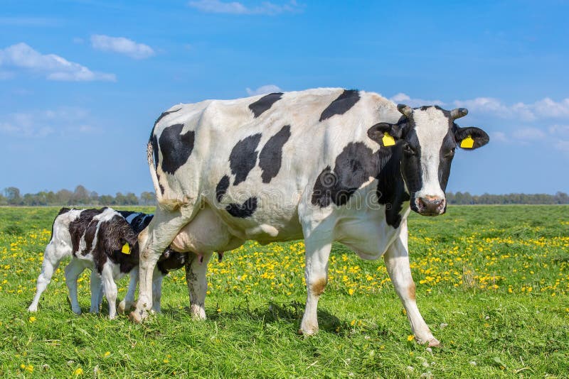 Mother cow with drinking calves in european meadow. Newborn calves drinking milk from mother cow in dutch pasture stock photo Mother cow with drinking calves in european meadow. Newborn calves drinking milk from mother cow in dutch pasture stock photo