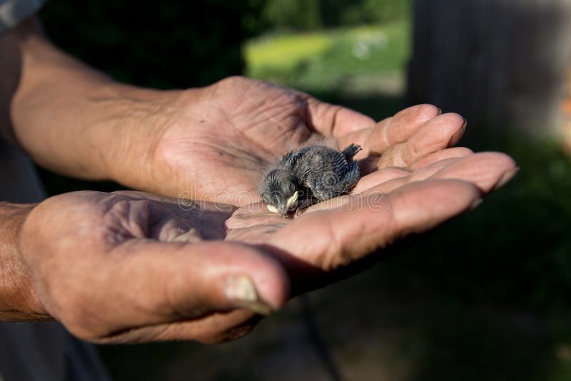 Newborn chick swallows on hand. The chick fell out of the nest. The concept of helping birds and animals stock photos Newborn chick swallows on hand. The chick fell out of the nest. The concept of helping birds and animals stock photos