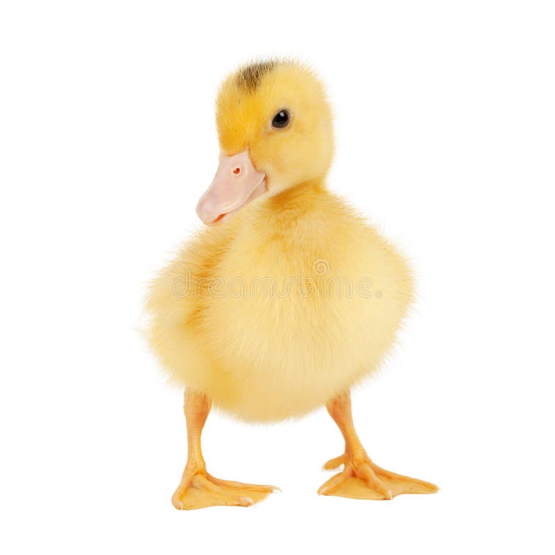 Newborn Cute Mulard Duckling Isolated on White Background, Studio Photo ...