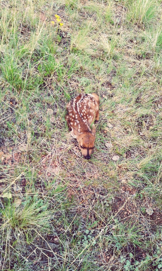 Newborn deer stock image. Image of china, mammal, beginning 17576195