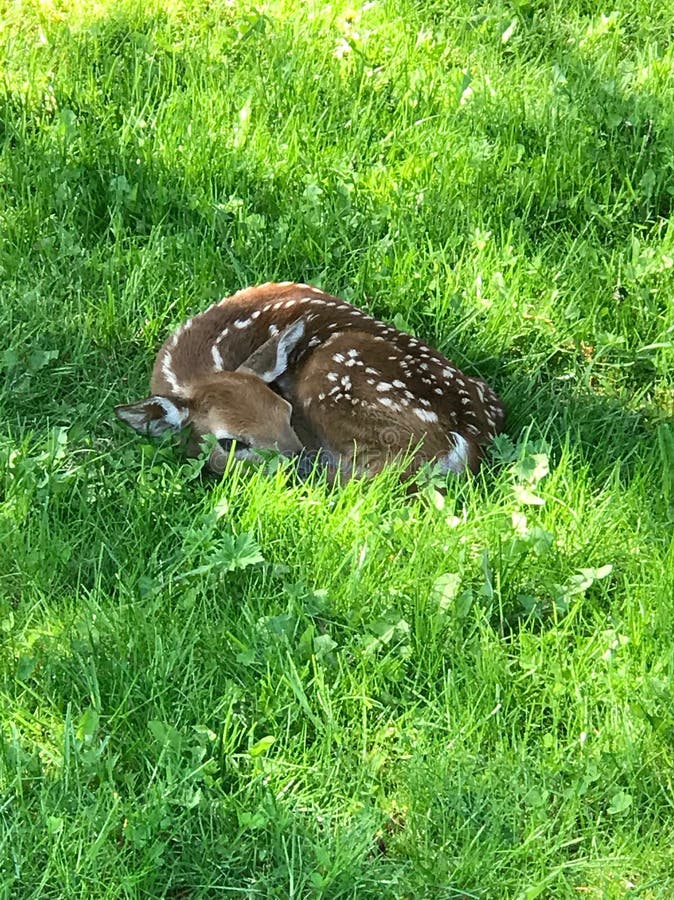 Newborn deer stock image. Image of china, mammal, beginning 17576195