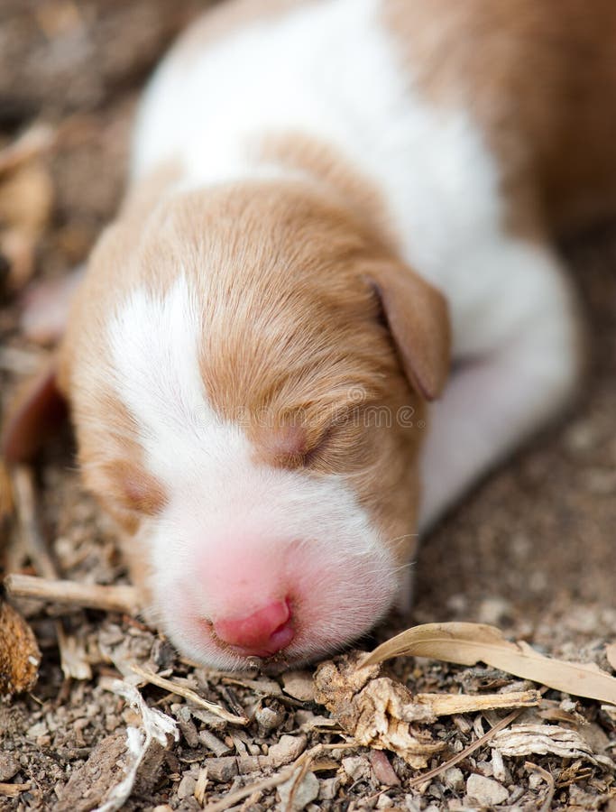Newborn dog stock image. Image of cute, puppy, little 34607927