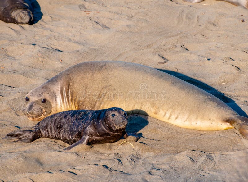 Elephant Seal Mother and Pup royalty free stock photos Elephant Seal Mother and Pup royalty free stock photos