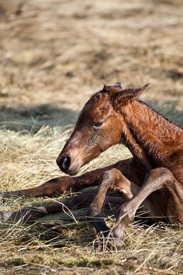 Newborn foal stock image. Image of livestock, equine 14520779