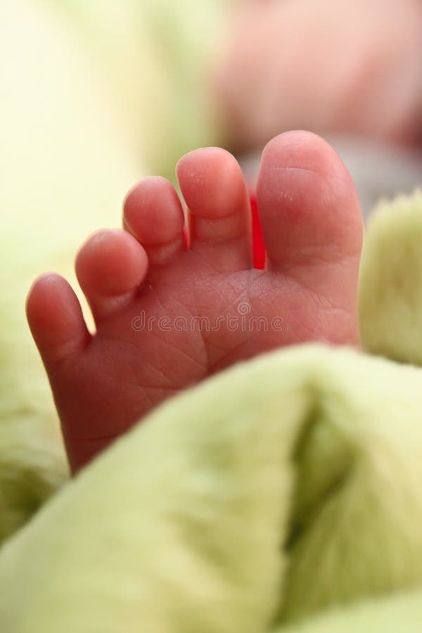 Borneo stock image. Image of look, hang, bark, young, borneo 1364853