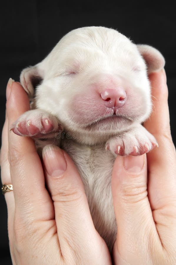 Newborn Golden Retriever Puppy Stock Image - Image of white, newly: 14329753