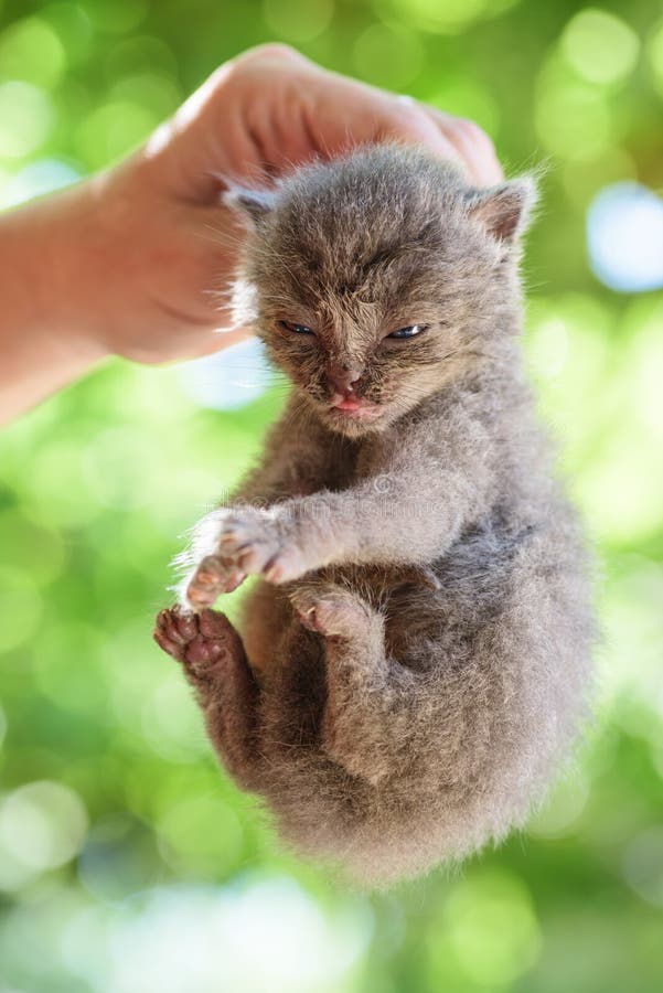 Hand Holding Kitten By Scruff Of Neck Stock Photo Image of funny