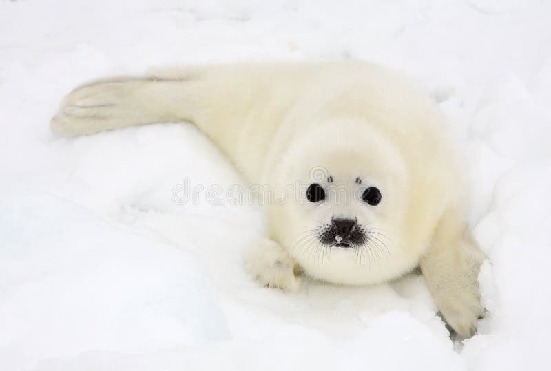 Newborn harp seal pup royalty free stock image