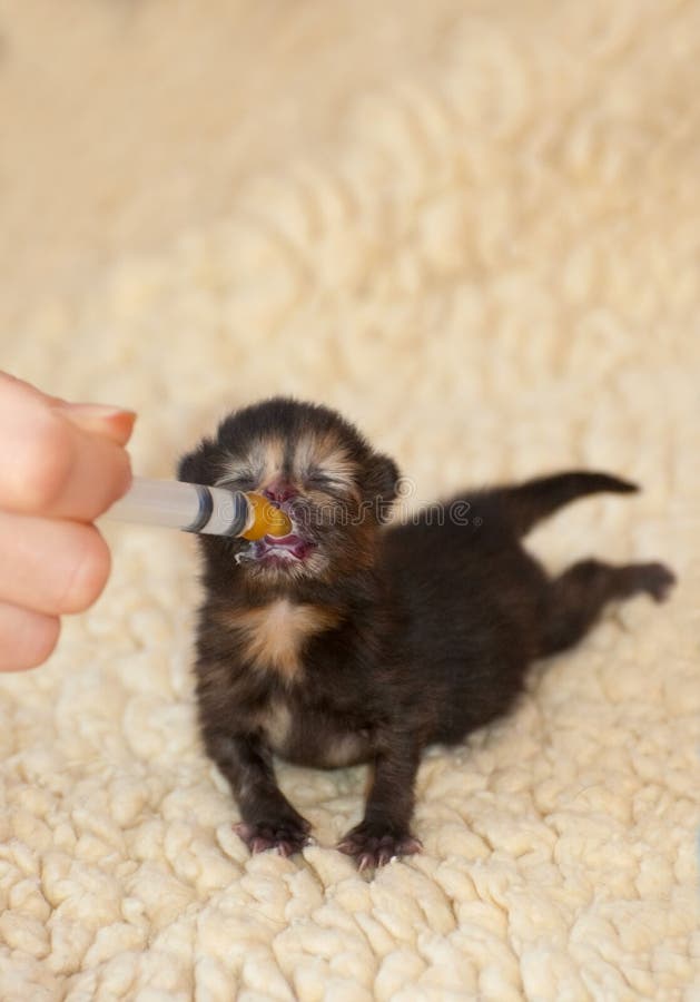 Newborn kitten