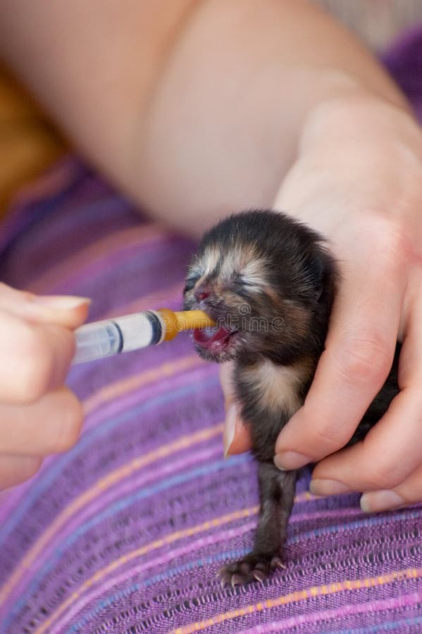 Newborn kitten