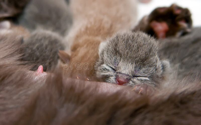 Newborn Kitten