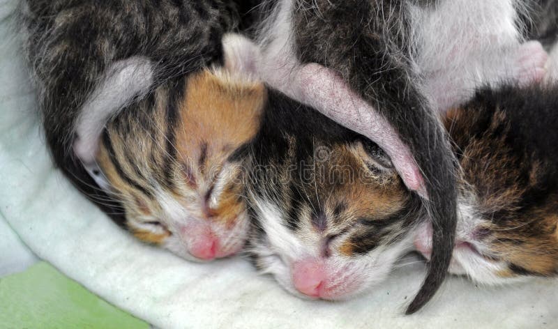 Newborn Kitten stock photo. Image of mother, pretty, juvenile - 94960534