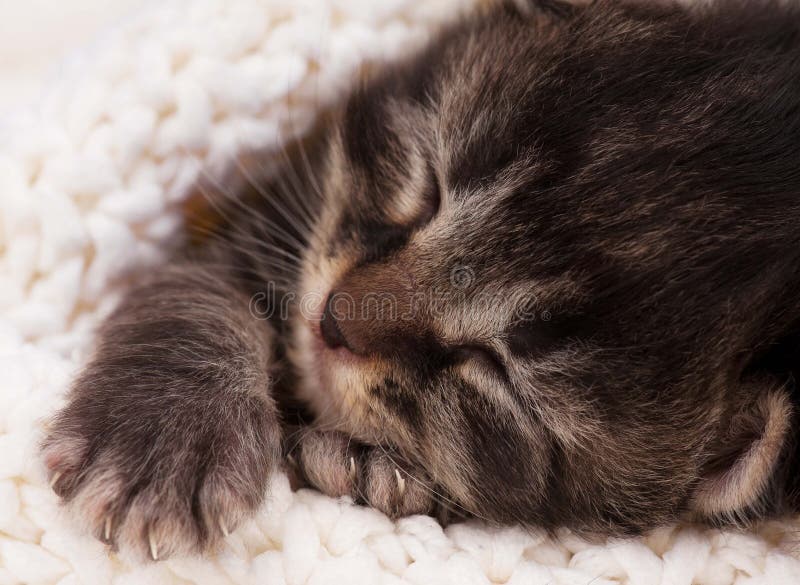Newborn Sleeping British Baby Cat Stock Image Image of kitten, domestic 24105157