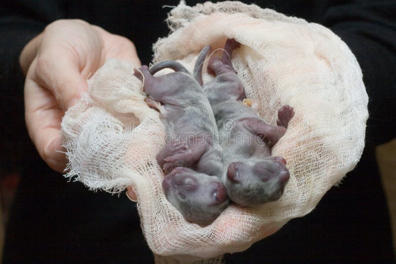 Cat - Wikipedia, the free encyclopedia Newborn kittens, Pretty cats, Cats