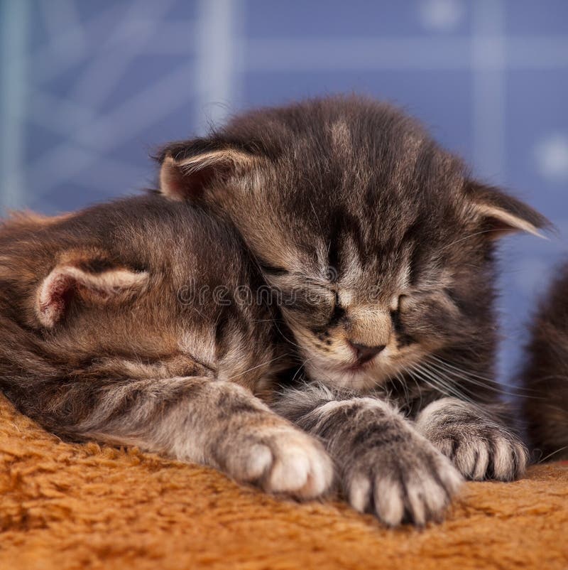 Newborn kittens stock image. Image of background, baby 37678285