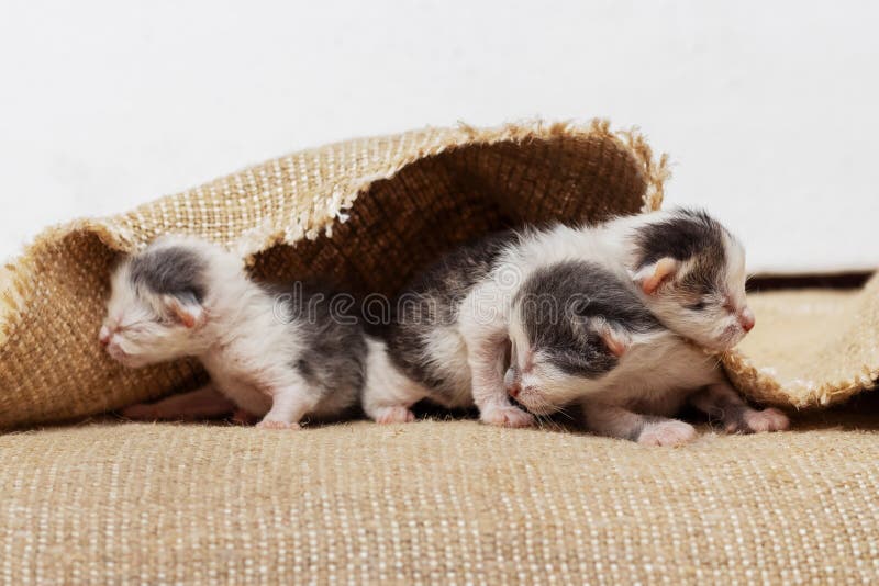 Newborn Kittens are Crawling on a Litter of Burlap Stock Photo Image