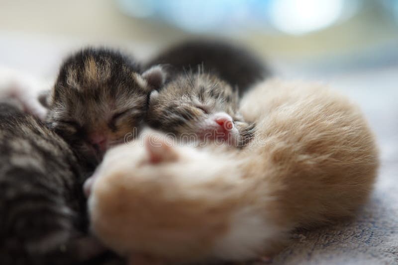 Newborn Kittens Sleeping, Cute Baby Animals Sleep Stock Image - Image of  feline, pretty: 156471231