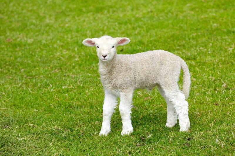 Sheep at Abbotsbury Swannery in Dorset Stock Photo - Image of lambs ...