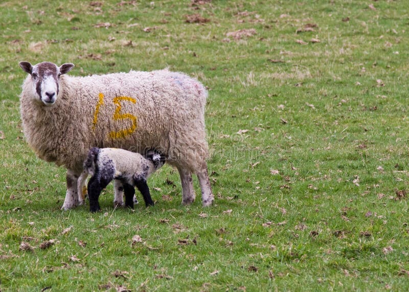 Newborn lamb feeding stock photo. Image of lambswool 18912132