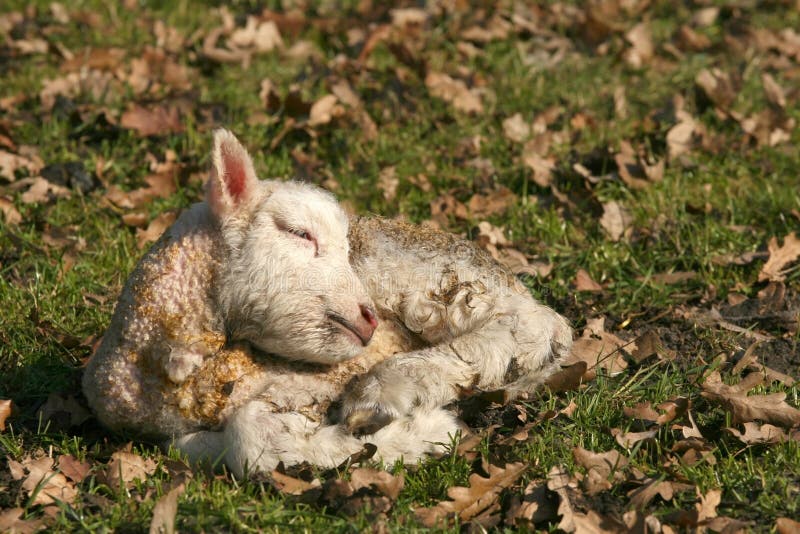 Newborn Lamb Sleeping Royalty Free Stock Photo Image 11791305