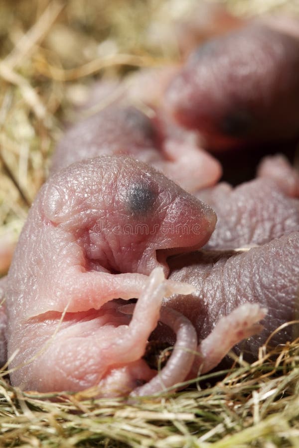 Newborn Mouse Royalty Free Stock Photo Image 20621775