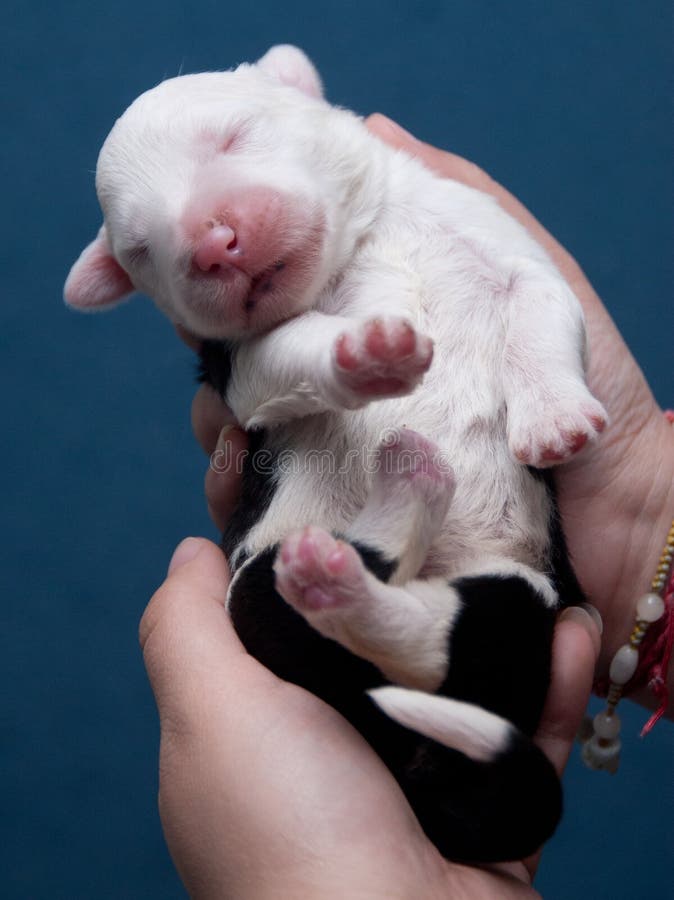 Newborn Old English Sheepdog Stock Photo - Image of hands, infant: 21647180