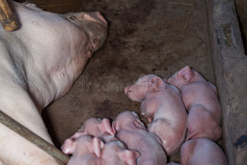 Newborn piglets sleeping beside her pig.