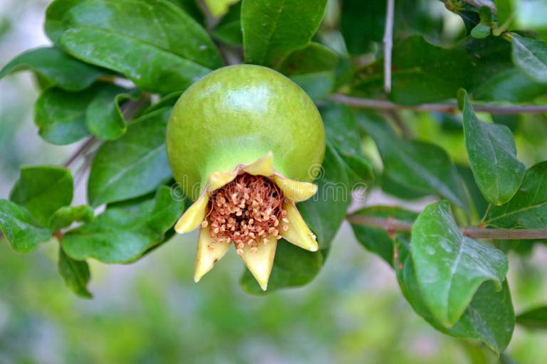 172 Newborn Stages Stock Photos Free & RoyaltyFree Stock Photos from