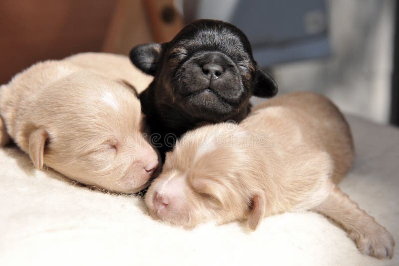 cute newborn puppies