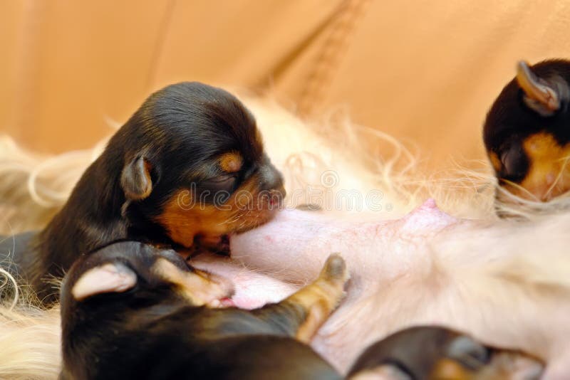 Newborn Puppies Feeding Stock Photography - Image: 3721292