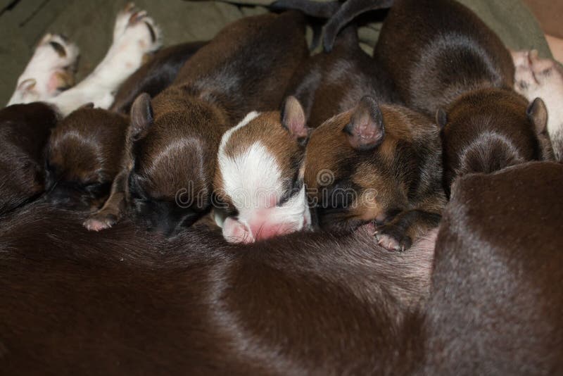 Newborn puppies feeding stock image. Image of animal - 87787699