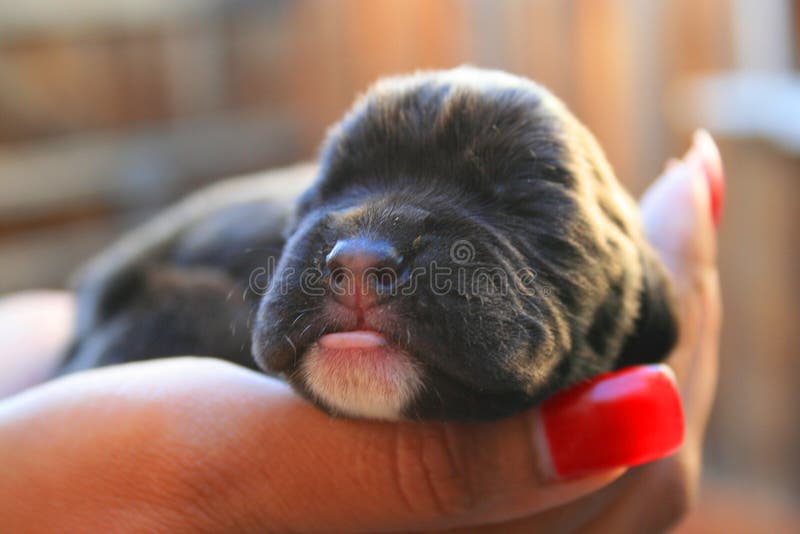 Newborn Puppy stock photo. Image of puppy, holding, human - 5414878
