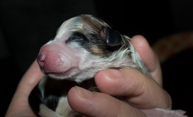 Newborn puppy stock photo. Image of lying, born, puppy - 87787708