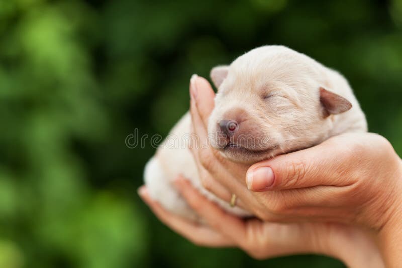 Newborn puppy dog sleeping in woman palms - on blurry green background. Newborn puppy dog sleeping in woman palms - on blurry green background