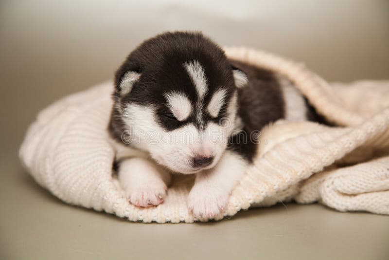 Newborn puppy stock photo. Image of looking, little