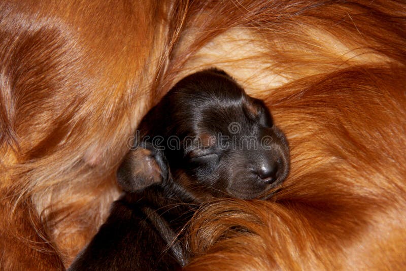 A newborn puppy of a long-haired dachshund sleeps sweetly on its mother`s fur. Close-up