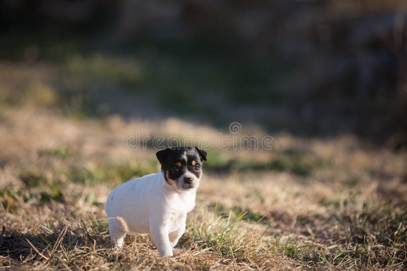 Newborn puppy outside in yard royalty free stock photography Newborn puppy outside in yard royalty free stock photography