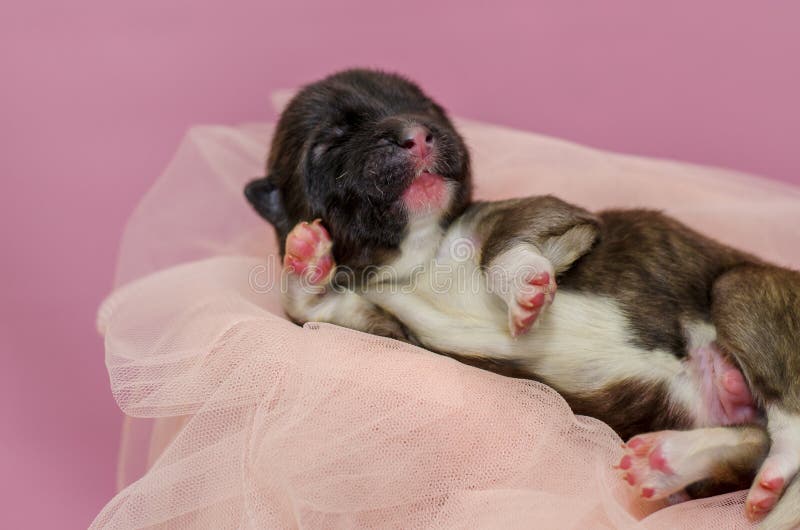 Newborn puppy on a pink background royalty free stock photo Newborn puppy on a pink background royalty free stock photo