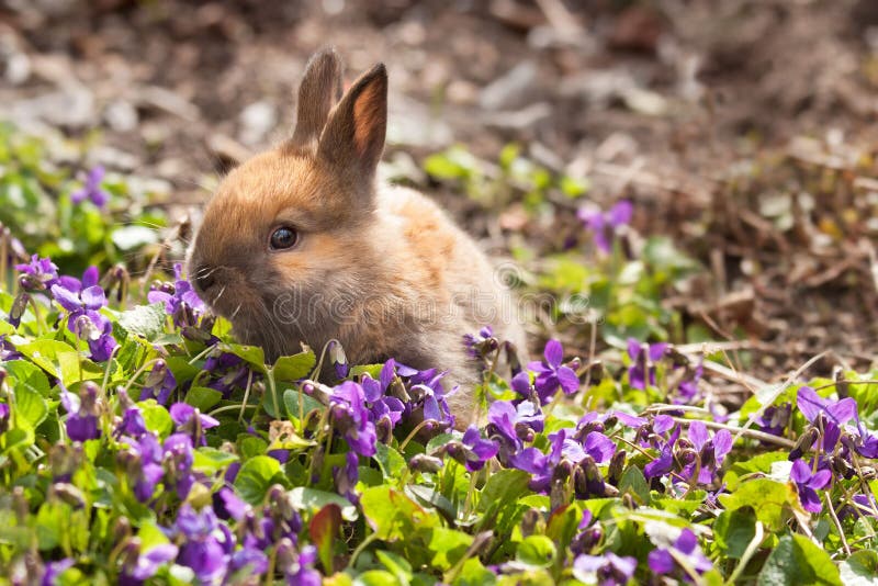 Newborn rabbit in spring violets