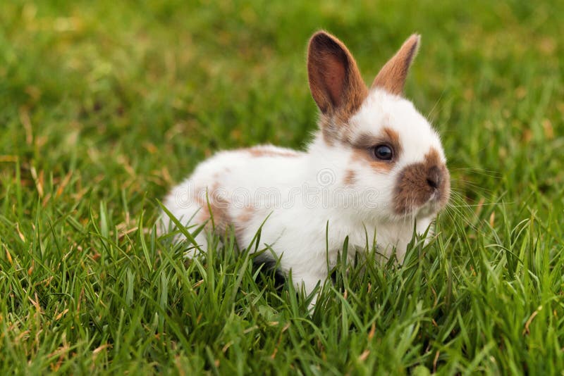 Newborn rabbit in springtime