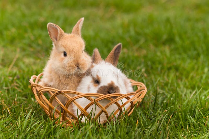 Newborn rabbits in springtime