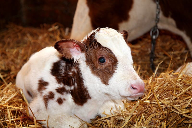 Newborn red holstein calf